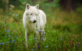 Arktischer Wolf HD Hintergrundbilder