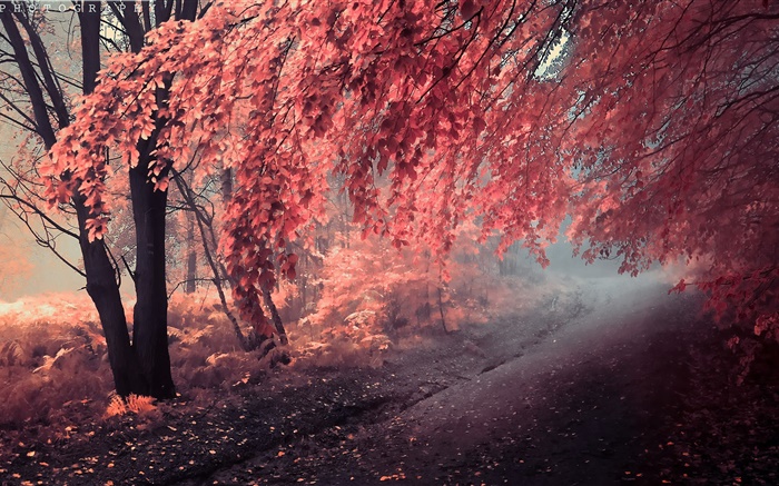 Herbstfarbe, rote Blätter, Weg Hintergrundbilder Bilder