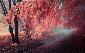 Herbstfarbe, rote Blätter, Weg HD Hintergrundbilder