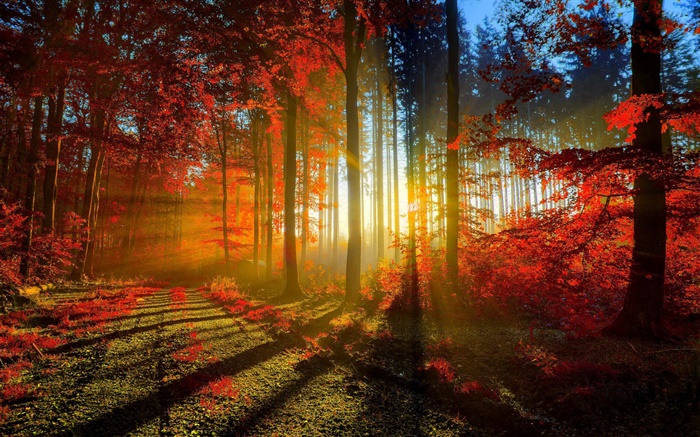 Herbst, Wald, Bäume, Sonnenstrahlen Hintergrundbilder Bilder