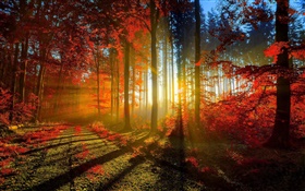 Herbst, Wald, Bäume, Sonnenstrahlen HD Hintergrundbilder