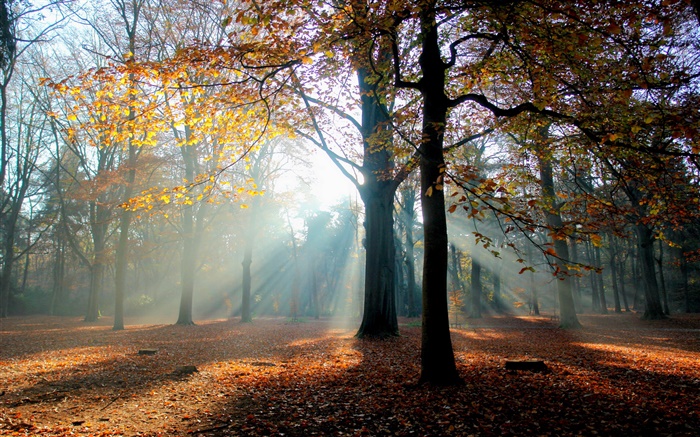 Herbst, Wald, Bäume, Sonne Hintergrundbilder Bilder