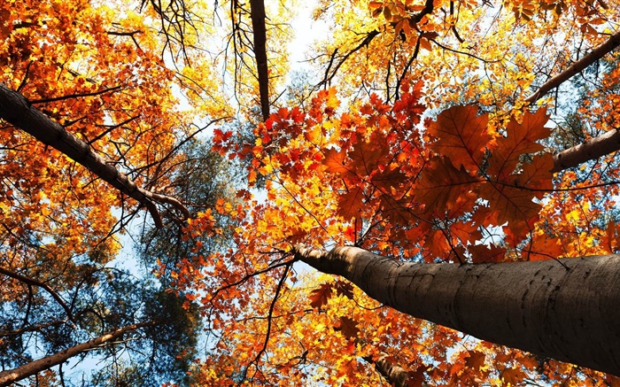 Herbst, Ahorn, rote Blätter Hintergrundbilder Bilder