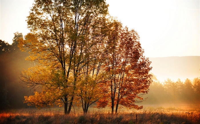 Herbst, Morgen, Bäume, Nebel Hintergrundbilder Bilder