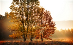 Herbst, Morgen, Bäume, Nebel HD Hintergrundbilder
