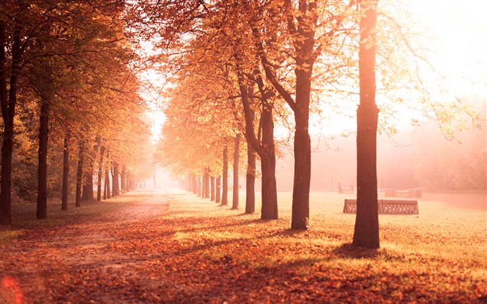Herbst-Park, Bäume, Weg, gelbe Blätter Hintergrundbilder Bilder