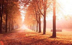 Herbst-Park, Bäume, Weg, gelbe Blätter HD Hintergrundbilder