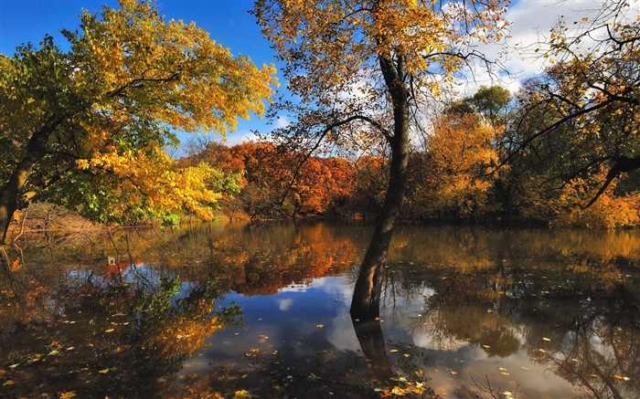 Herbst, Teich, Bäume, Wasser Reflexion Hintergrundbilder Bilder