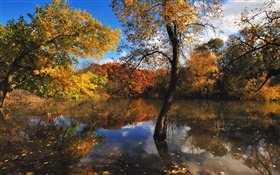 Herbst, Teich, Bäume, Wasser Reflexion