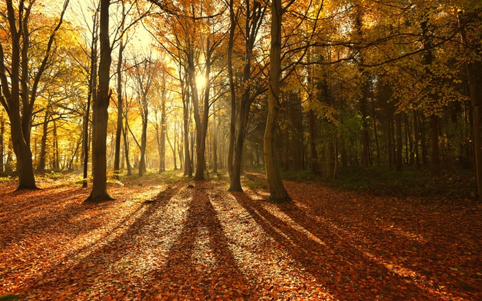 Herbst, rote Blätter, Morgen, Bäume, Sonnenstrahlen Hintergrundbilder Bilder
