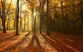 Herbst, rote Blätter, Morgen, Bäume, Sonnenstrahlen HD Hintergrundbilder