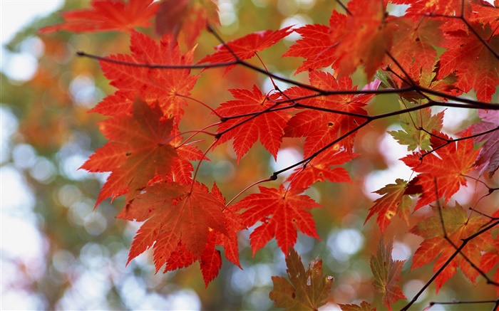 Herbst, rote Blätter, Zweige Hintergrundbilder Bilder