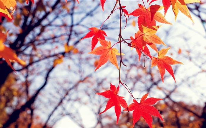 Herbst, roten Ahorn Blätter, Zweige Hintergrundbilder Bilder