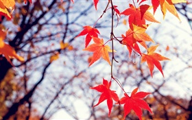 Herbst, roten Ahorn Blätter, Zweige
