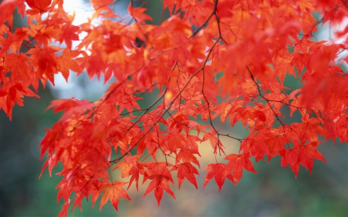 Herbstlandschaft, Ahorn-Blätter, rote Farbe Hintergrundbilder Bilder