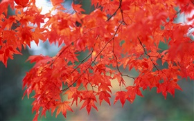 Herbstlandschaft, Ahorn-Blätter, rote Farbe HD Hintergrundbilder