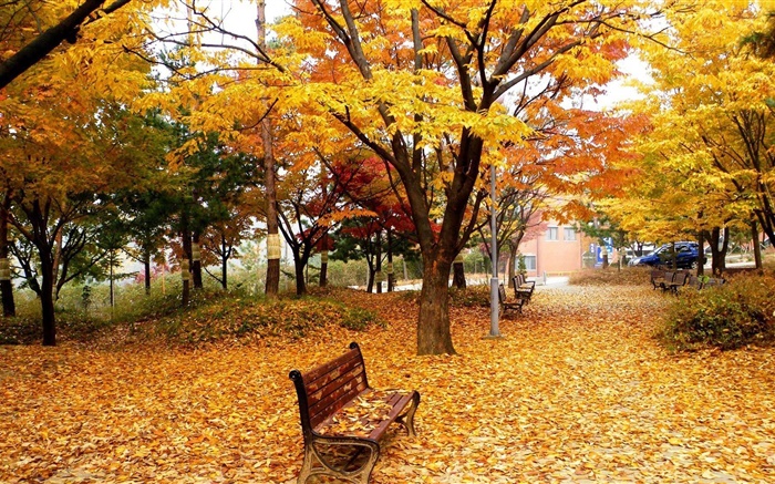 Herbst, Bäume, Blätter, park, bank Hintergrundbilder Bilder