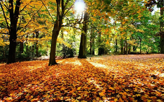 Herbst, Bäume, rote Blätter, Sonne Hintergrundbilder Bilder
