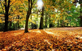 Herbst, Bäume, rote Blätter, Sonne HD Hintergrundbilder