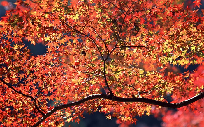 Herbstbäume, rote Blätter Hintergrundbilder Bilder
