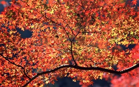 Herbstbäume, rote Blätter
