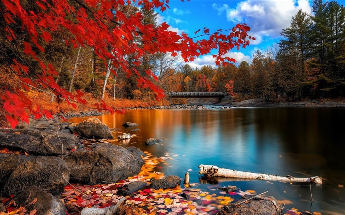 Herbst, Bäume, Fluss, Brücke Hintergrundbilder Bilder