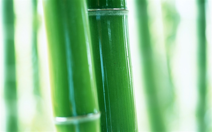 Bambus Zweige close-up Hintergrundbilder Bilder
