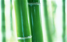 Bambus Zweige close-up