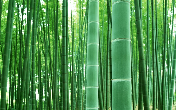 Bambuswald, Äste, grün Hintergrundbilder Bilder