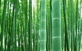 Bambuswald, Äste, grün