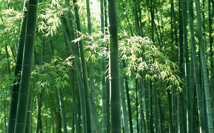 Bambus-Wald im Sommer Hintergrundbilder Bilder