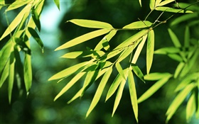 Bambus-Blätter, Sonne HD Hintergrundbilder