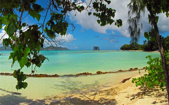Beach, Bäume, Meer, Seychellen Hintergrundbilder Bilder