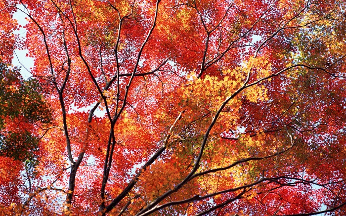 Schöne Herbst, rote Blätter, Bäume Hintergrundbilder Bilder