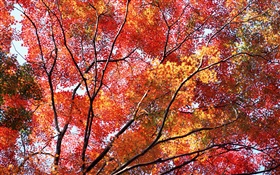 Schöne Herbst, rote Blätter, Bäume HD Hintergrundbilder
