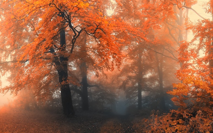 Schöne Herbst, Bäume, rote Blätter Hintergrundbilder Bilder