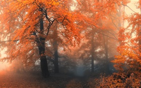 Schöne Herbst, Bäume, rote Blätter
