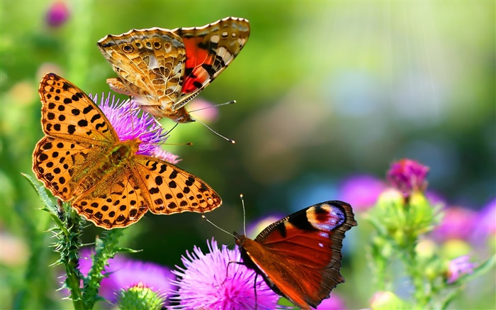 schöne Schmetterlinge Hintergrundbilder Bilder