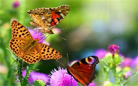 schöne Schmetterlinge