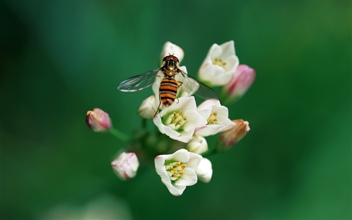 Bee mit Blumen Hintergrundbilder Bilder