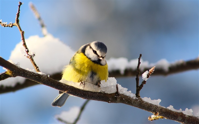 Birds close-up, Meise, Zweige, Schnee Hintergrundbilder Bilder