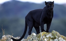 Black Leopard HD Hintergrundbilder
