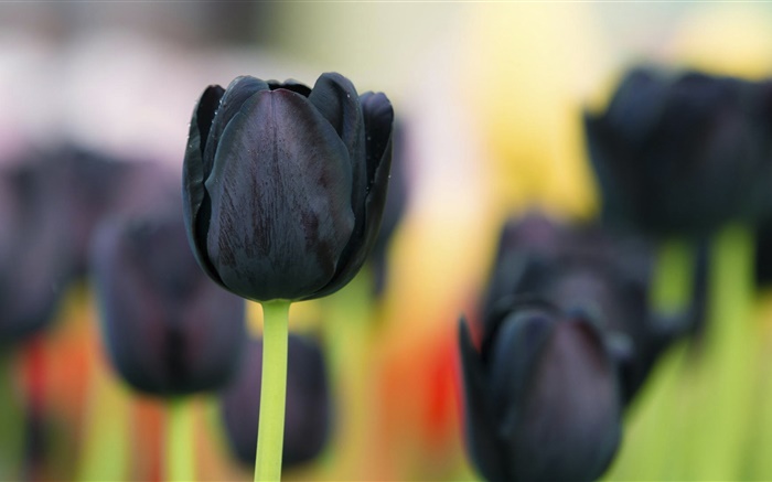 Schwarze Tulpe Blumen close-up Hintergrundbilder Bilder