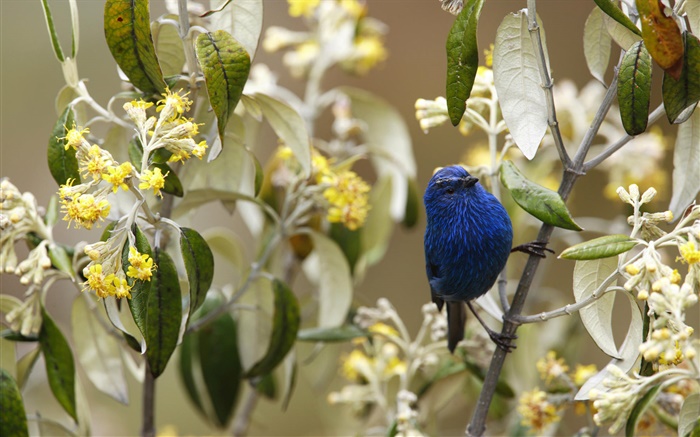 Blau-und-schwarzen tanager, Vögel, Peru Hintergrundbilder Bilder