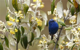 Blau-und-schwarzen tanager, Vögel, Peru HD Hintergrundbilder