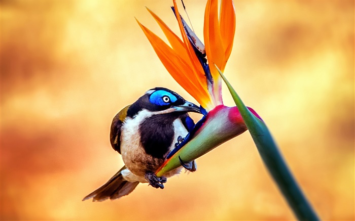 Blauohr-Honigfresser Vogel, Nektar, Blüten Hintergrundbilder Bilder