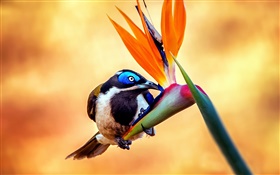 Blauohr-Honigfresser Vogel, Nektar, Blüten HD Hintergrundbilder