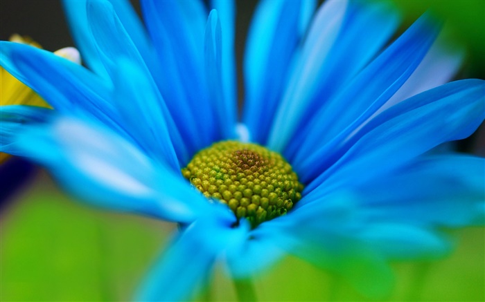 Blaue Blütenblätter Makro Hintergrundbilder Bilder