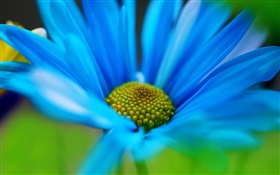 Blaue Blütenblätter Makro