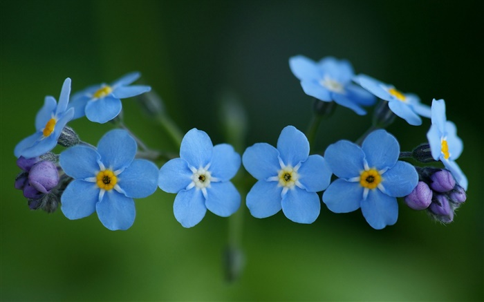 Blaue Blumen, Vergissmein Hintergrundbilder Bilder